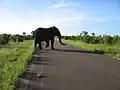 Élephant du parc Kruger.