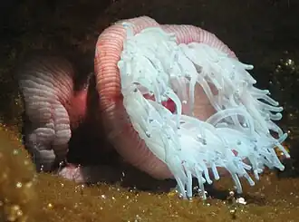 Actinia equina.