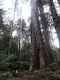 Eucalyptus regnans et Dicksonia antarctica en Tasmanie