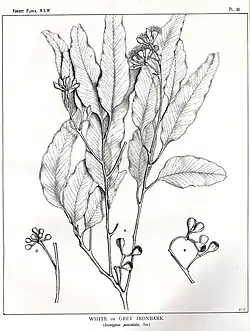 Dessin de Margaret Flockton dans Forest Flora de Joseph Maiden.