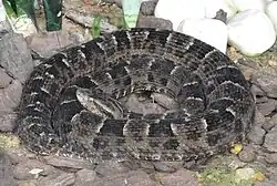 Bothrops neuwiedi ou Yarará chica, responsable du plus grand nombre de morsures en Argentine.