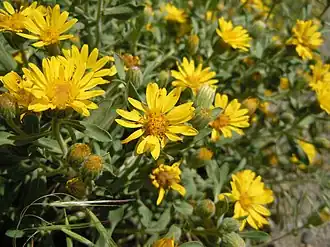 Description de l'image Heterotheca villosa (5017921711).jpg.