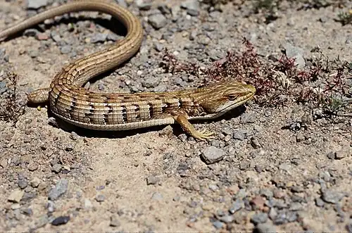 Elgaria multicarinata.
