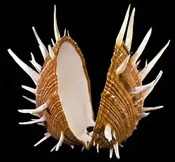 Coquille de spondyle royal (Philippines).