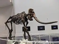 Squelette d'un éléphant de Naumann.