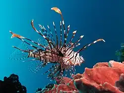 Rascasse volante (Pterois volitans)