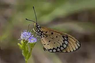 Acraea terpsicore femelle dans le อุทยานแห่งชาติสิรินาถ&nbsp;(th), dans la province de Phuket, Thaïlande.