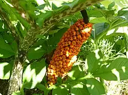 Fruits du Konjac.