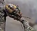 Arma custos (juvénile)