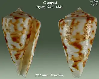 Description de l'image Conus angasi 1.jpg.