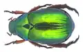 Coléoptère scarabée Mimela heterochropus