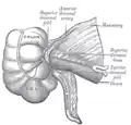 Superior ileocecal fossa.