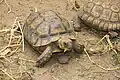 Bébé tortue, tortillon, petit de la tortue, monate (wolof)