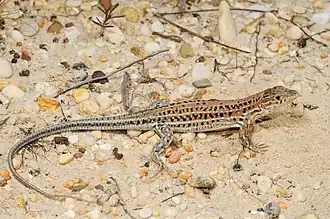 Description de l'image Benny Trapp Acanthodactylus erythrurus.jpg.