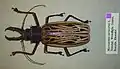 Macrodontia cervicornis (Linnaeus, 1758)
