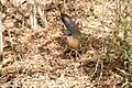 Giant Coua