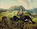 Grands Tétras noirs (1872)
