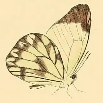Description de l'image Hesperocharis nera1.JPG.