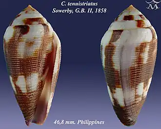 Description de l'image Conus tenuistriatus 1.jpg.