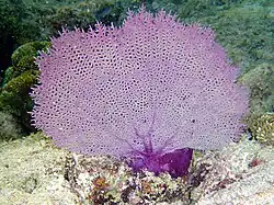 Gorgonia ventalina (en)