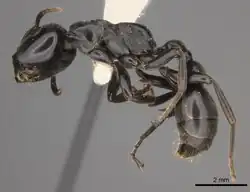 Tetraponera aethiops.