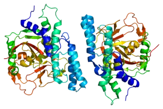 Image illustrative de l’article Poly(ADP-ribose)-polymérase 1
