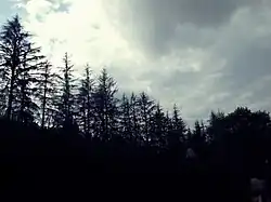 arboré.