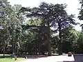 Cèdres du Liban.