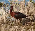 Ibis falcinelle (Plegadis falcinellus).