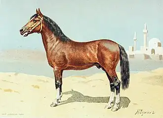 Pacha, 11 ans, 1,49&nbsp;m, étalon de race persane, offert par S.M. le Schah de Perse à S.A.I. le grand duc héritier de Russie