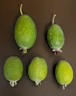 Plusieurs fruits de feijoas mûrs.