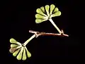 boutons floraux d' Eucalyptus delegatensis