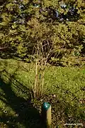 Plant de l'arboretum de Vabre.
