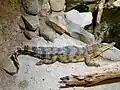 Crocodylus cataphractus (faux-gavial d'Afrique) est aussi une espèce endémique du parc.