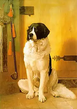 Étude de chien de Terre-Neuve.