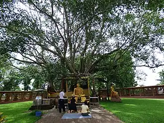 Temple de Sri Mahat Phot&nbsp;(en), Prachinburi, Thaïlande: un arbre d'environ 2000 ans,