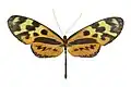 Forbestra olivencia