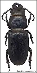 Spondylis buprestoides (Linnaeus, 1758)