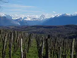 Photo d'un paysage de montagnes et de collines, au premier plan des vignes.