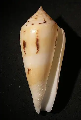 Description de l'image Conus consors daullei 001.jpg.