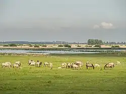 Groupe de chevaux gris dans un paysage de marécages, broutant.