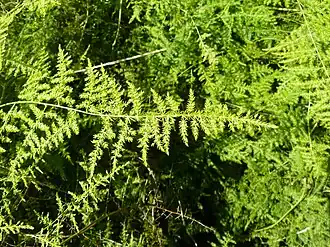 Description de l'image Asparagus setaceus, b, Krugersdorp.jpg.