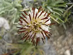 Hypochaeris incana, herbacée de la famille des asteracées.