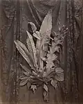 Groupe de feuille sur fond tulle