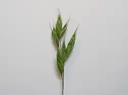 Inflorescence