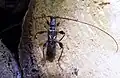 Molorchus minor (Linnaeus, 1758)
