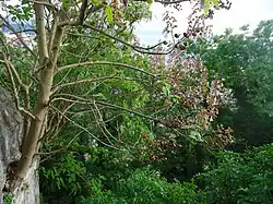 Paulownia tomentosa poussant dans un mur de soutènement.