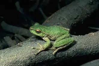 Description de l'image Litoria spenceri01.jpg.