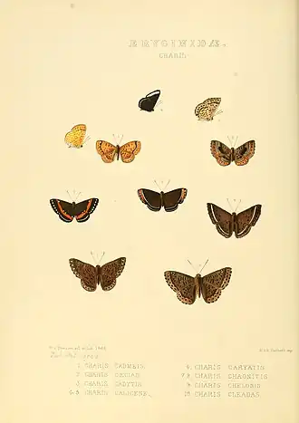 Description de l'image Illustrations of new species of exotic butterflies Charis I.jpg.
