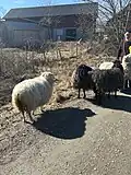 SAT Runmarö